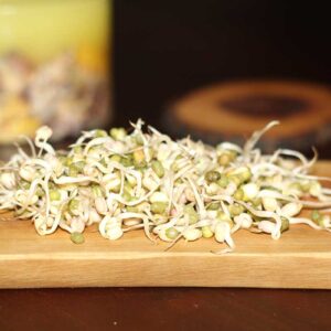 Maş Fasulyesi Filizi