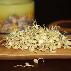 Yeşil Mercimek Filizi